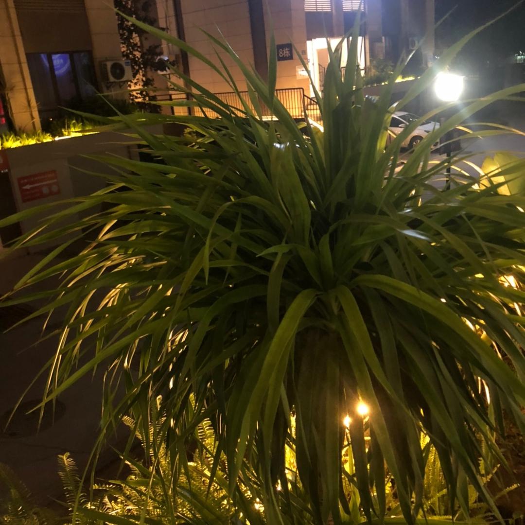 奢研中心