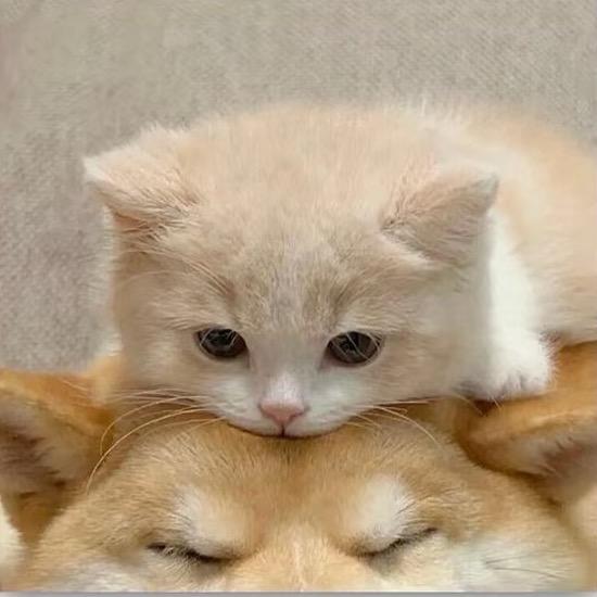 奶莓软糖💞