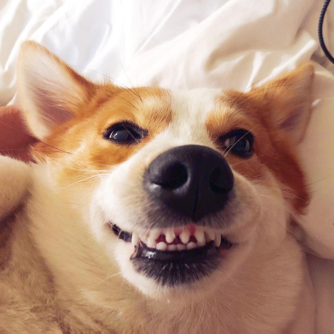 阿肥🐶KK
