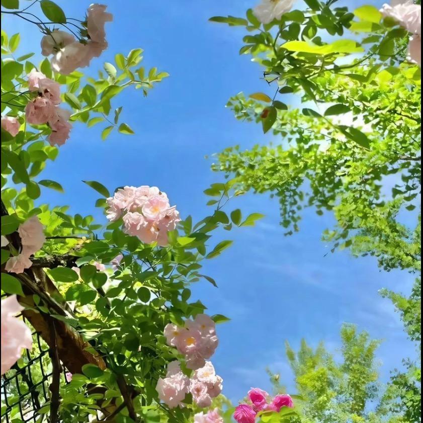 橘子逛花鸟