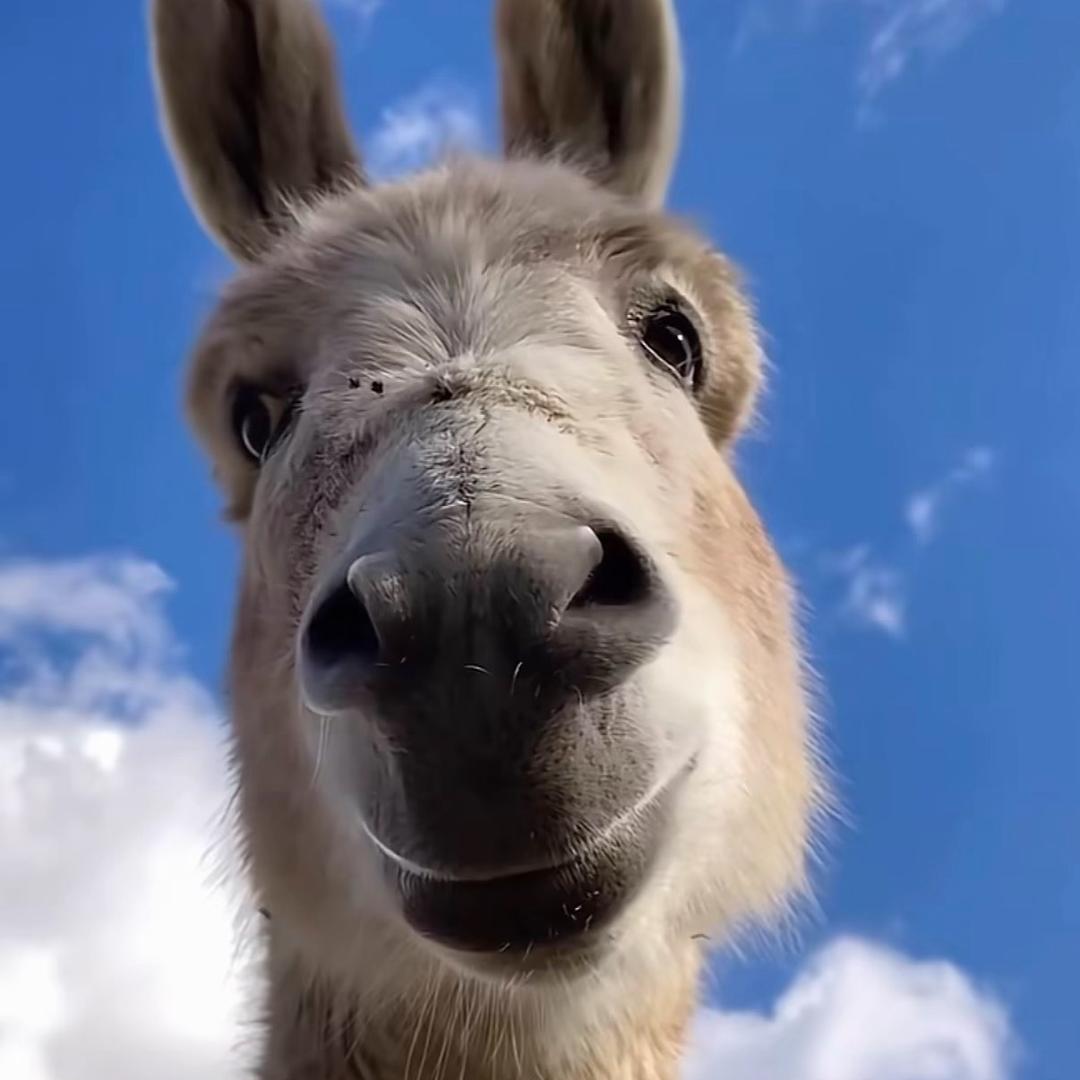 悬崖边的荷包蛋