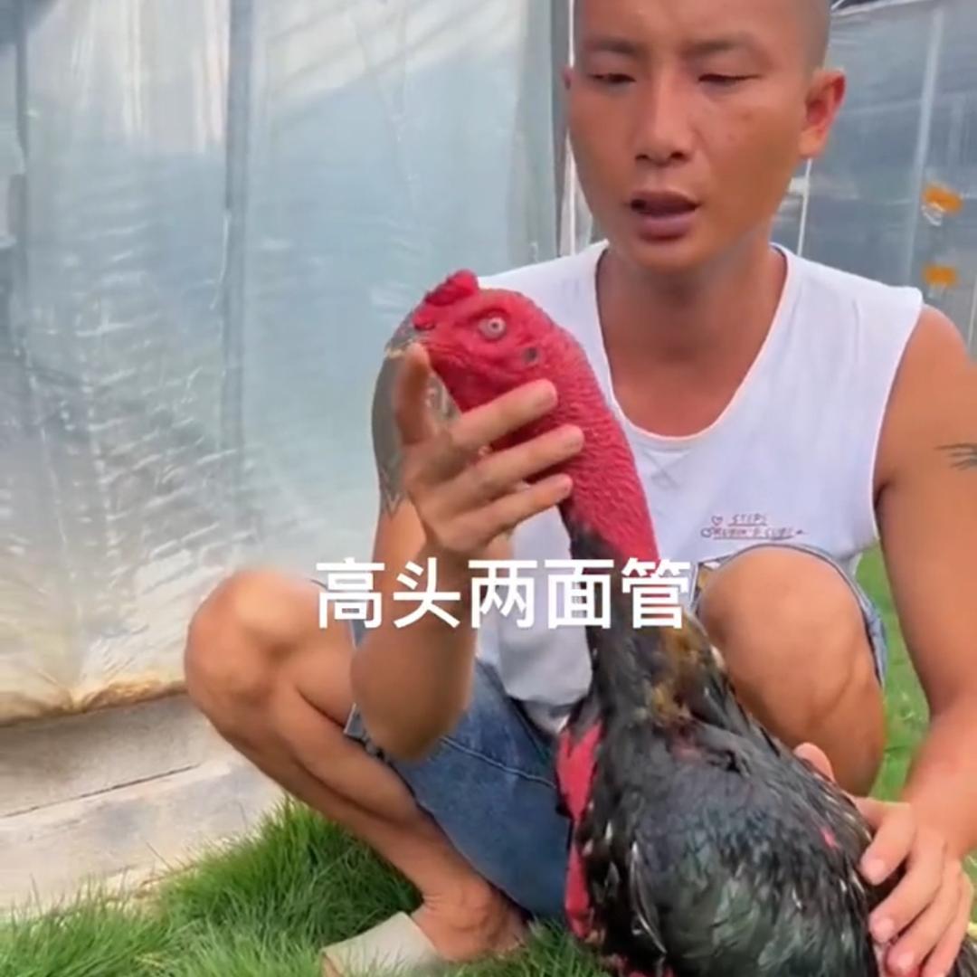 小鹏精选斗鸡养殖