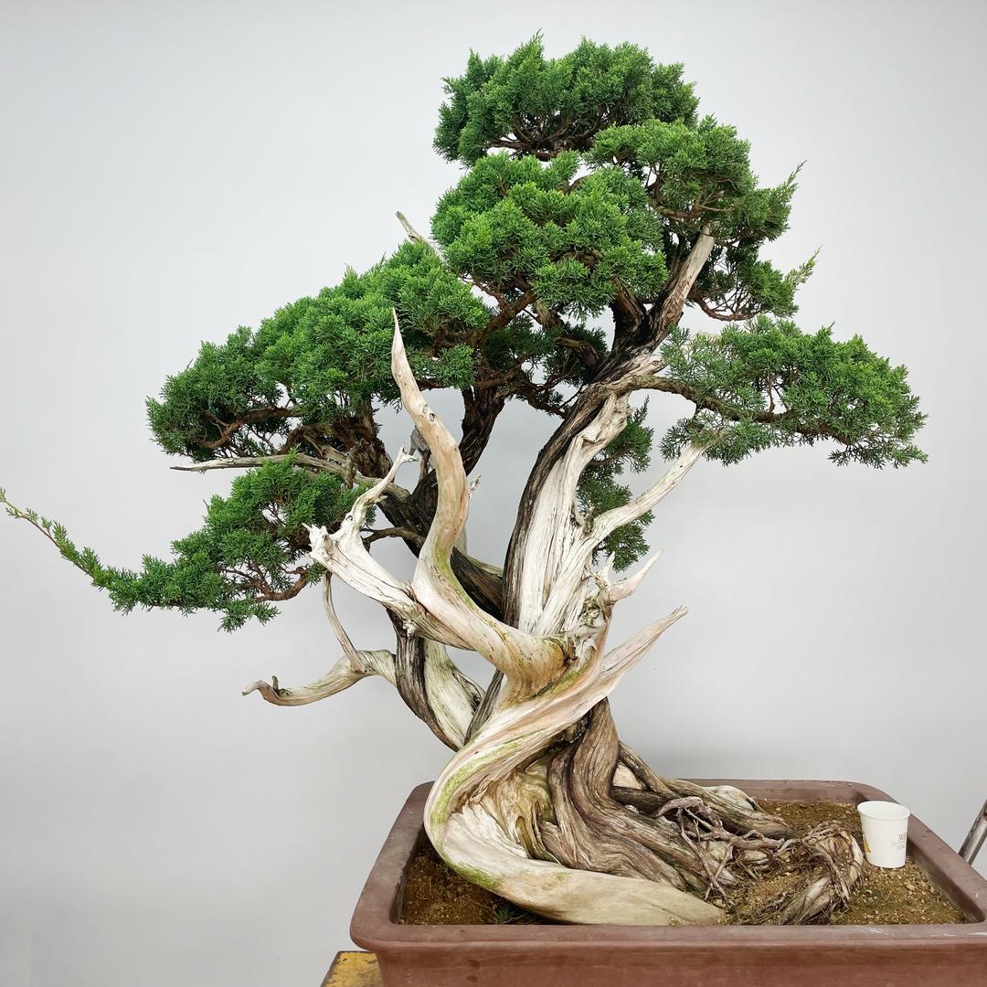 金山盆景园新店