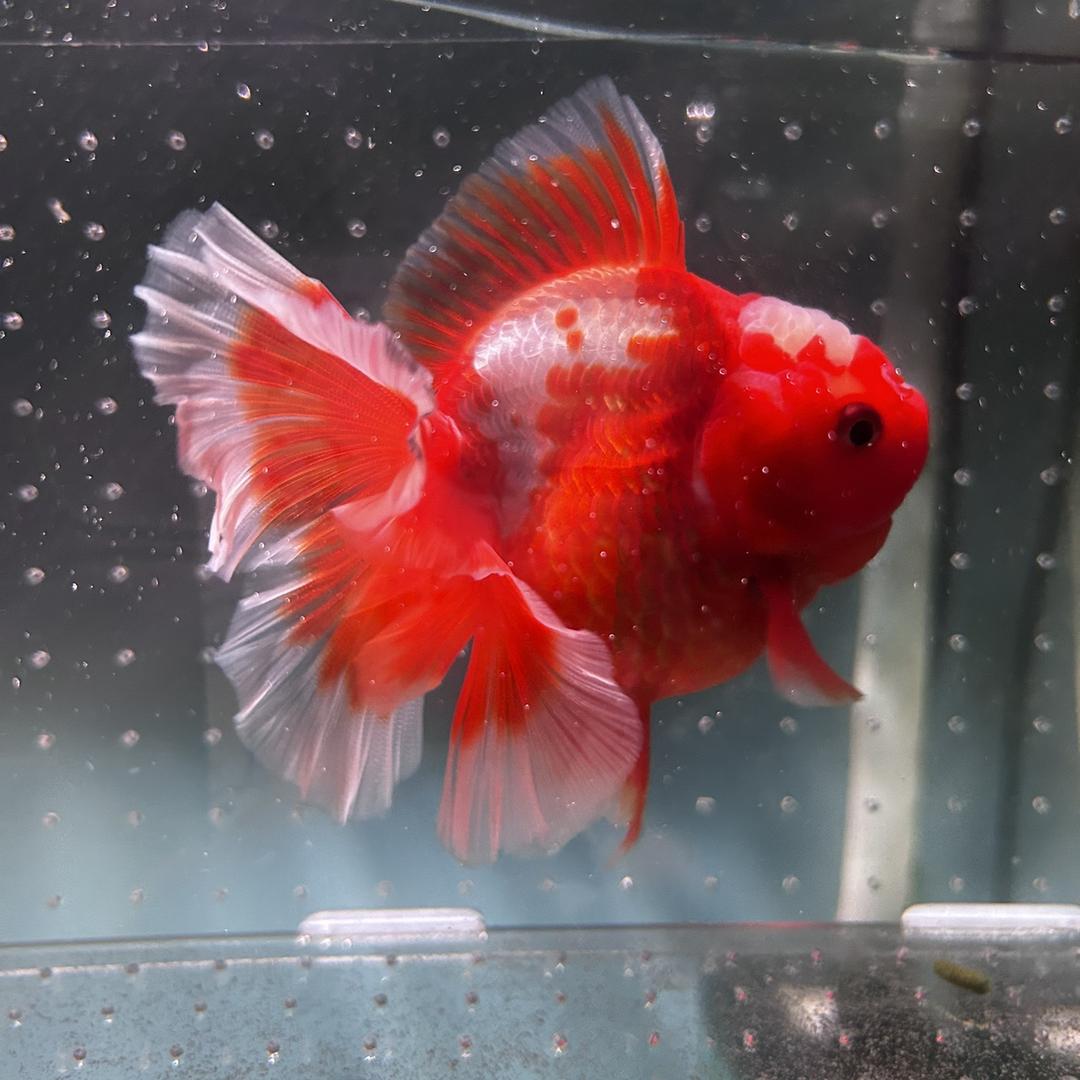 奉天观赏鱼养殖