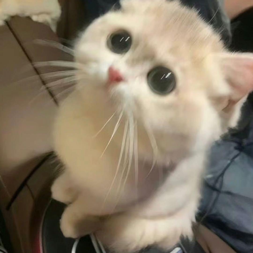 🐱