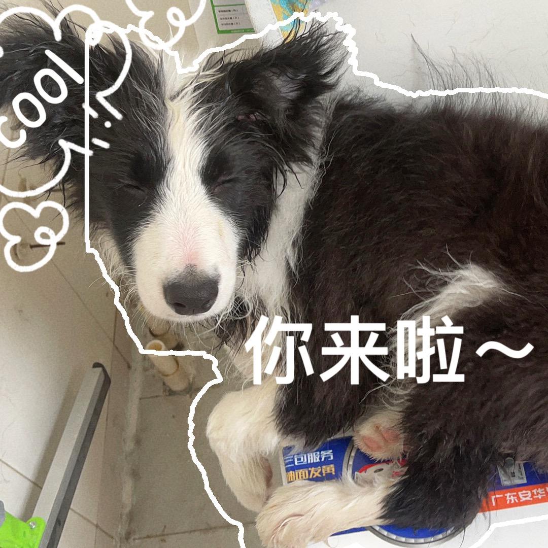 发疯使人快乐的郑来福