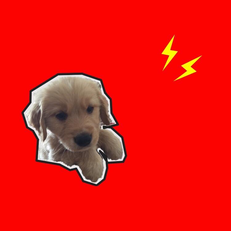 爱吃饺子的臭臭