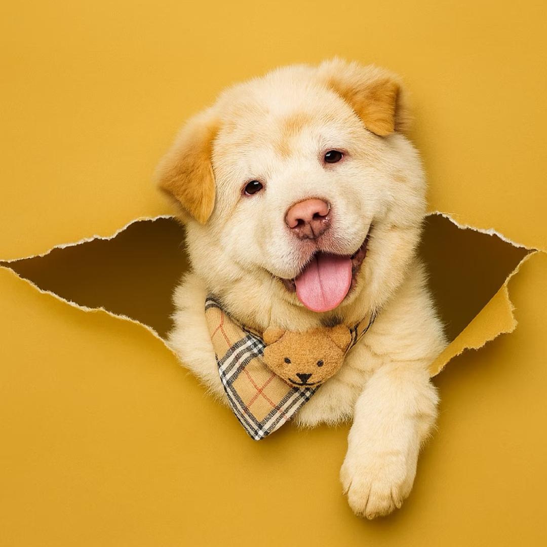 寻度田园犬