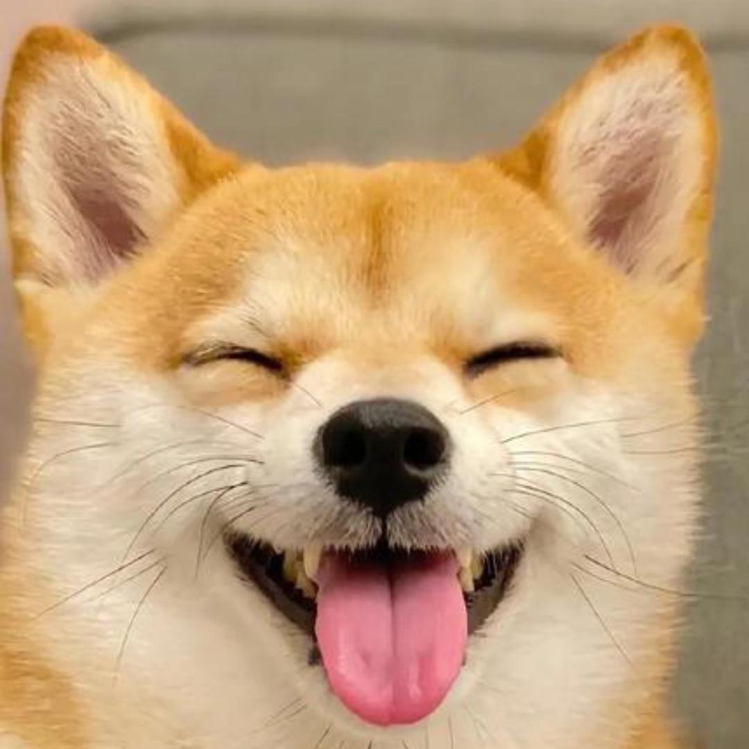 一叶木羽