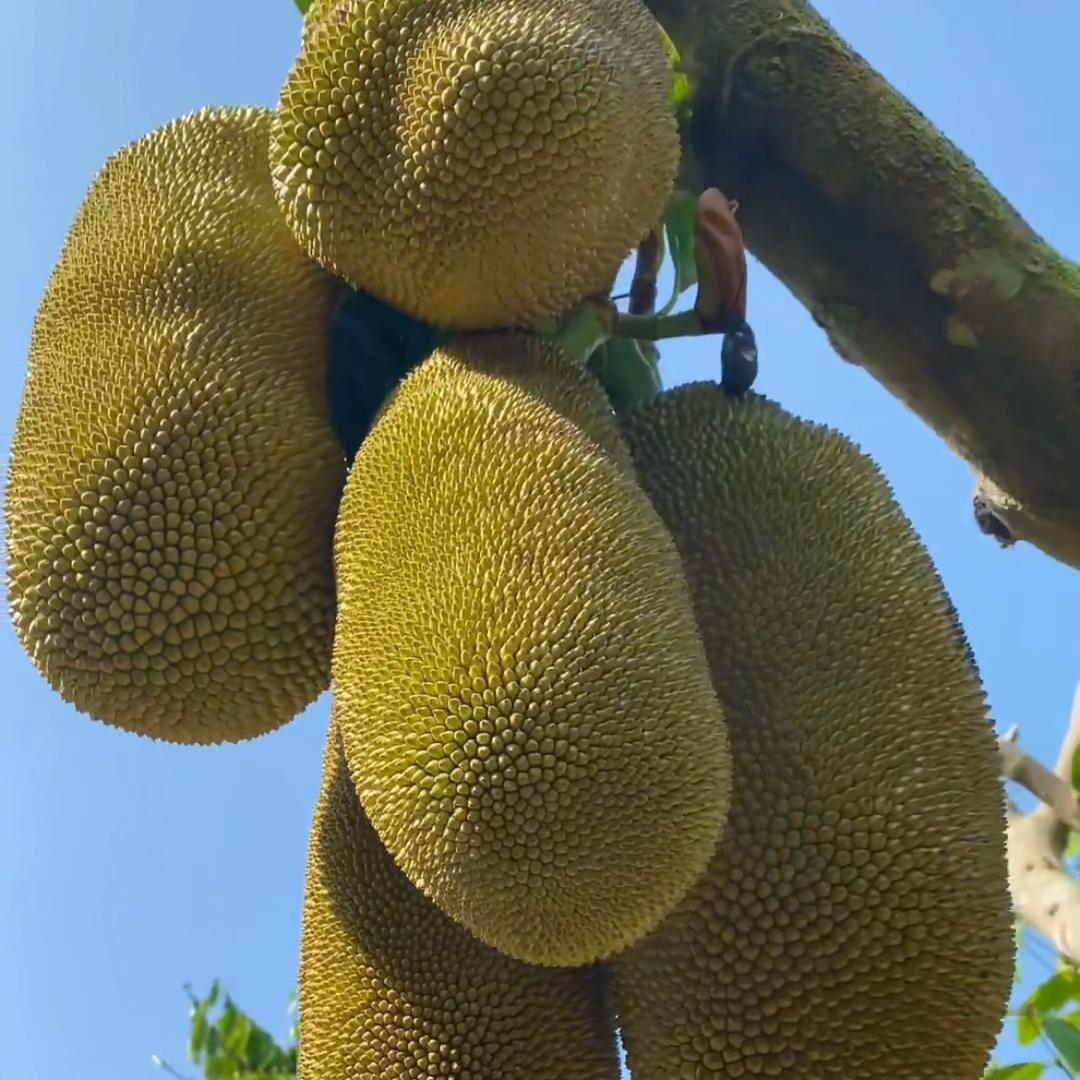 兔喜快递李姐