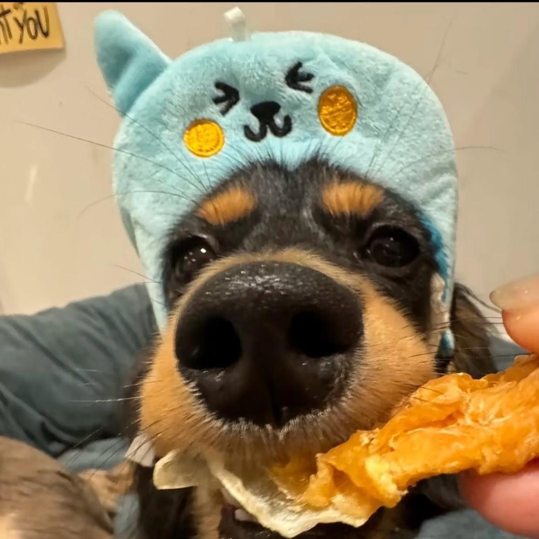 猫先生