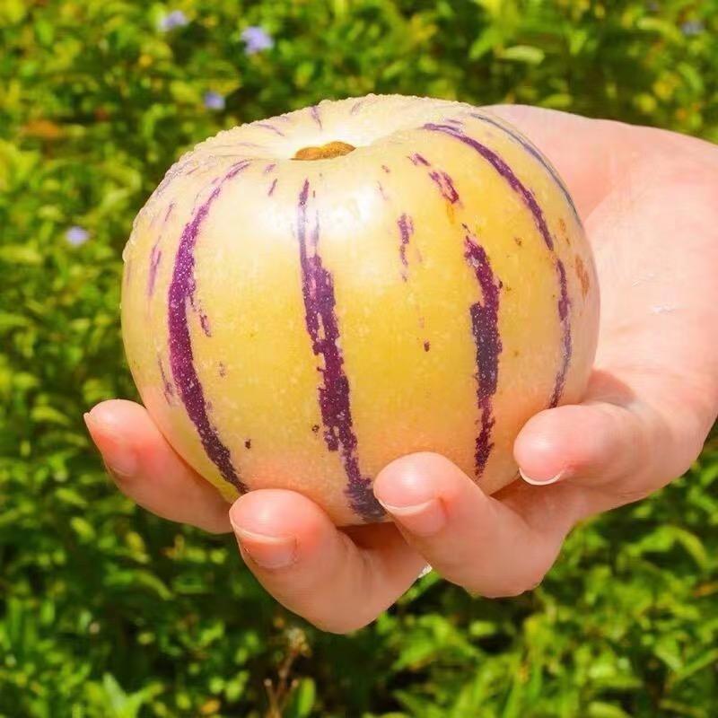 七彩果篮人参果