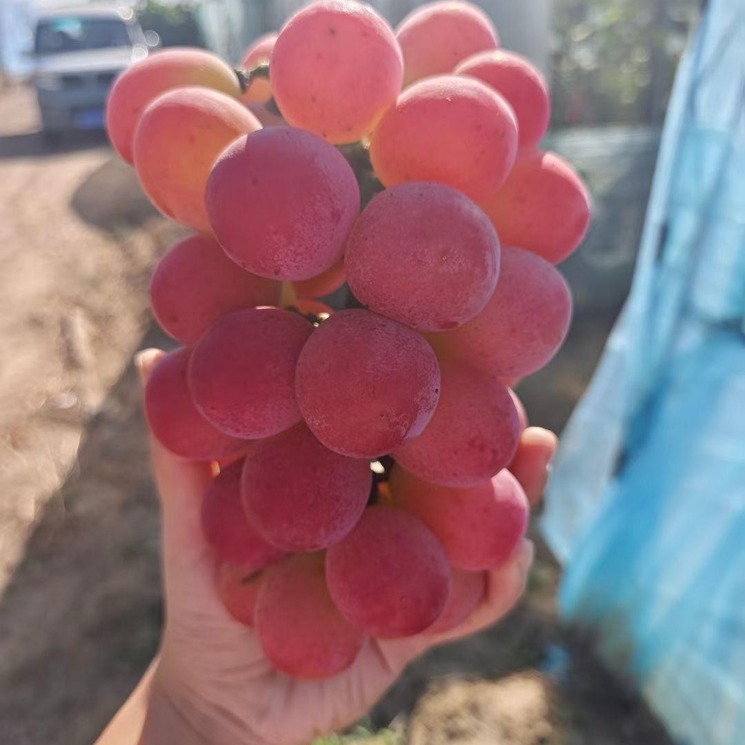葡天同庆辽丰葡萄