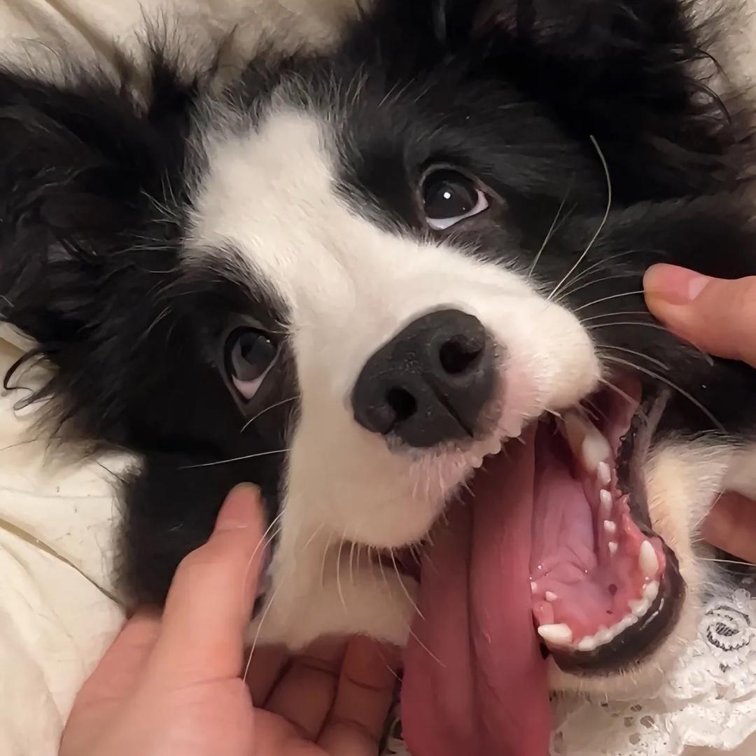 小怪兽被怪兽吃了