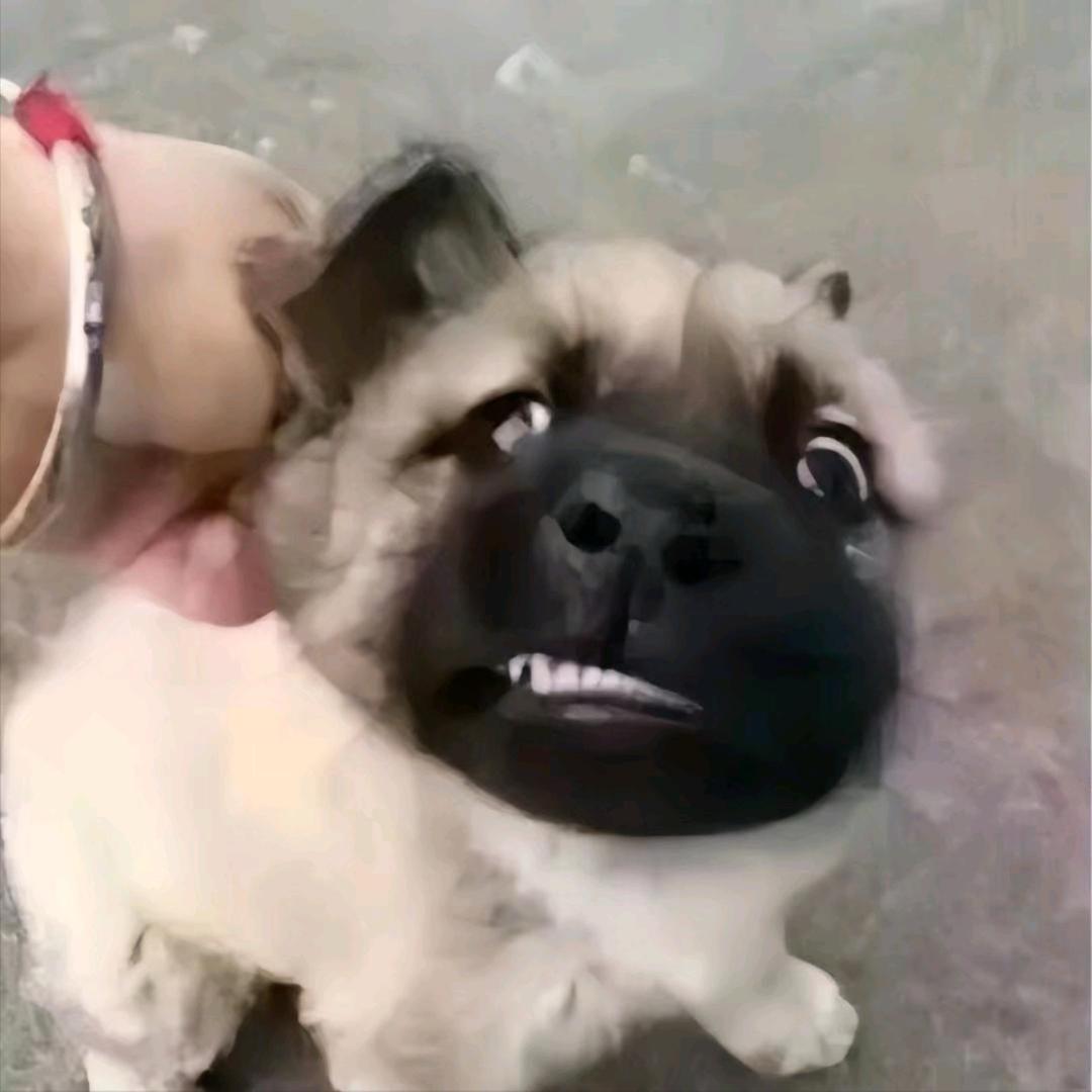 小浩不敢压弯