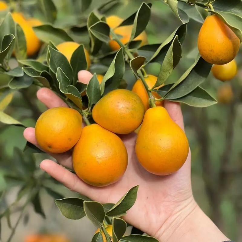 小虾米农场果园