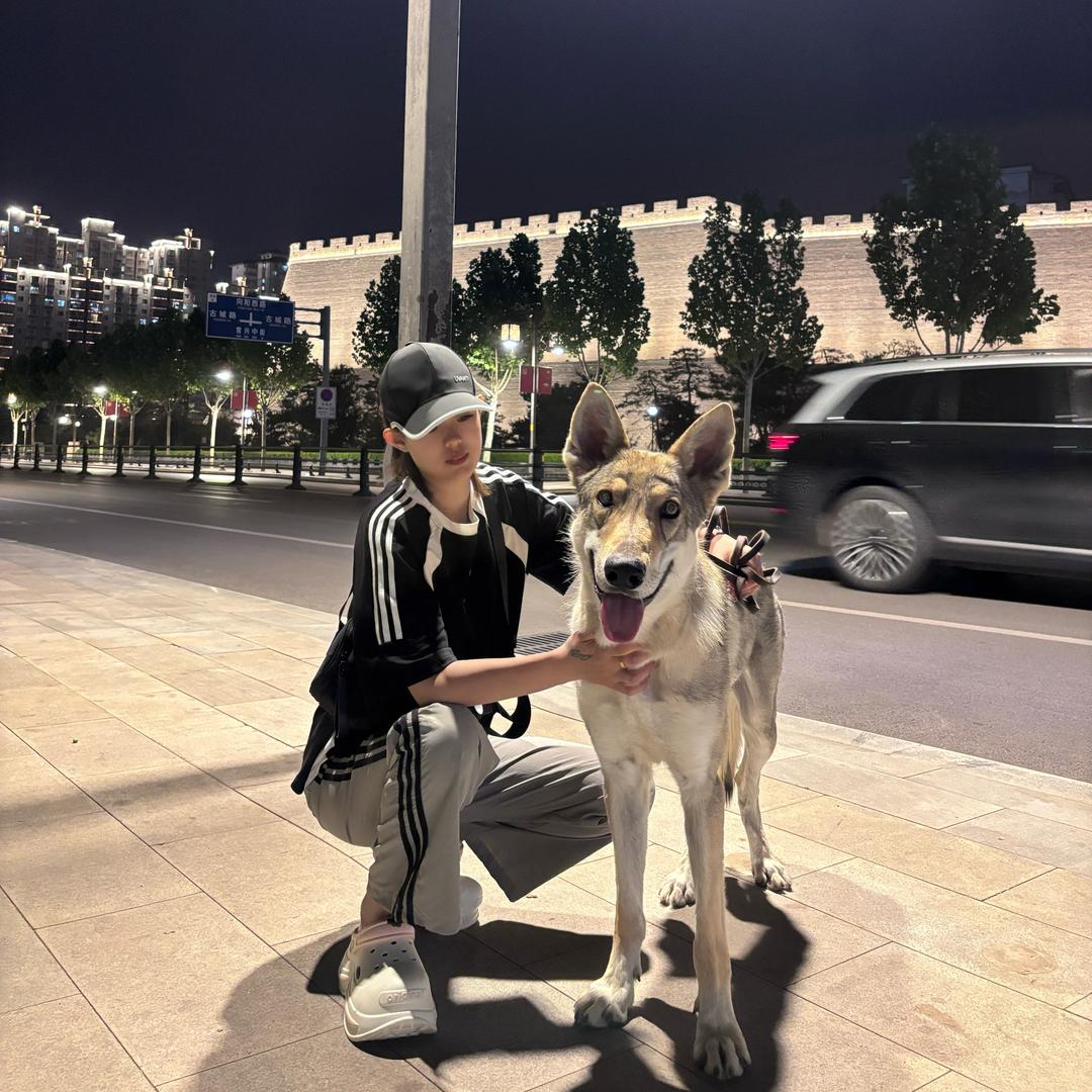 CKU锐莎捷克狼犬舍