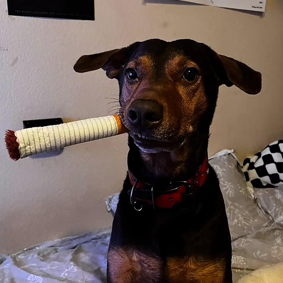 爱吃香辣鸡腿堡