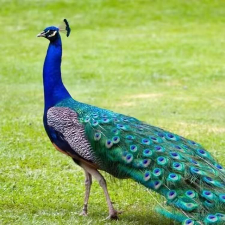蓝羽🦚