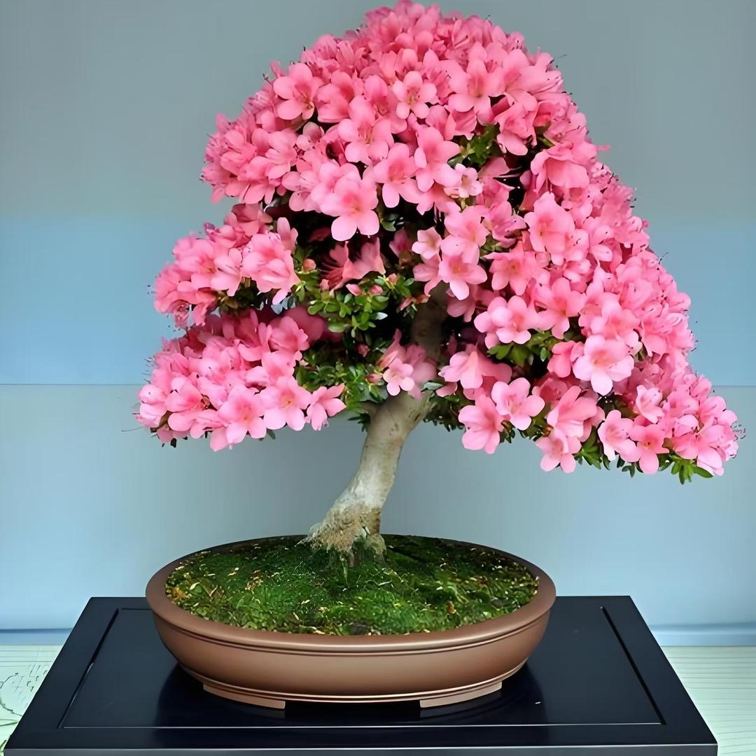 阿娟花卉