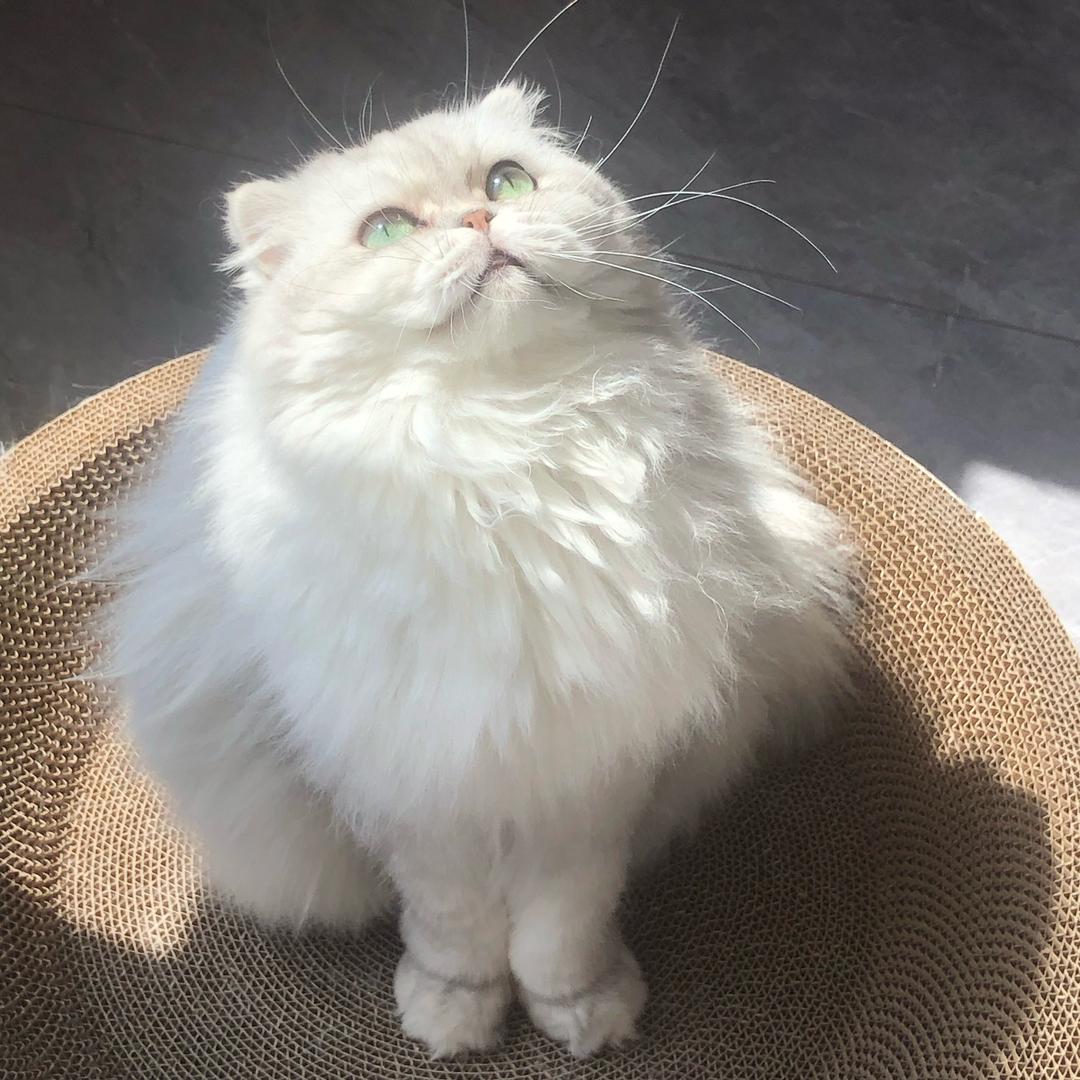 狐狸养猫