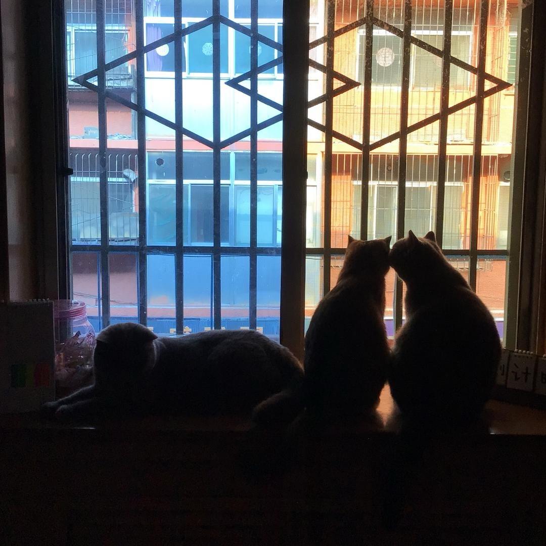 凌晨一点的猫🐱