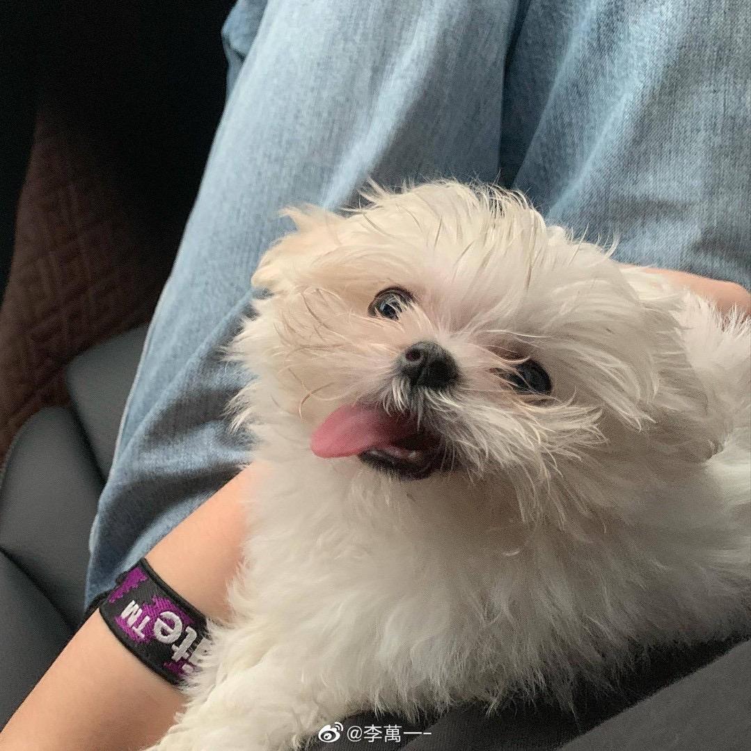 狗都不考研