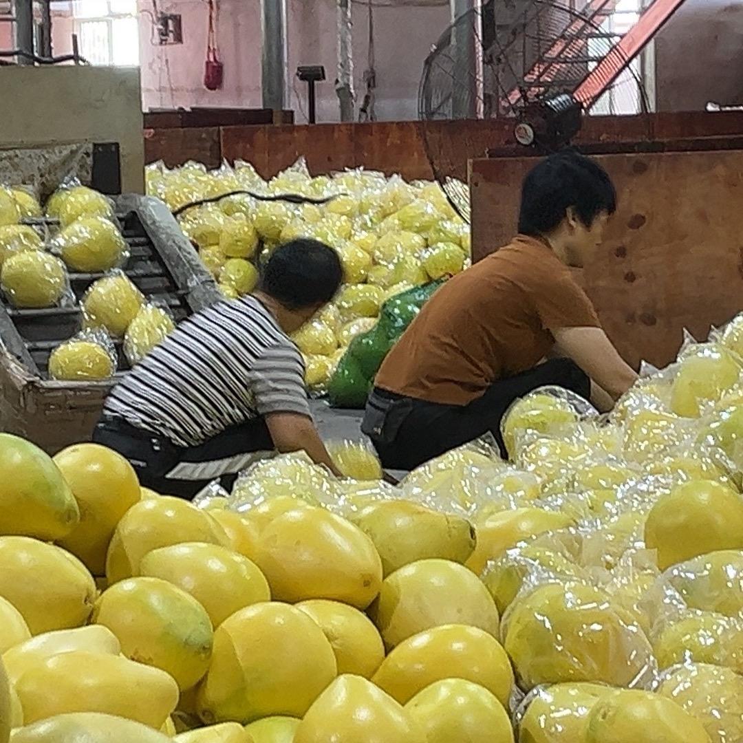 琯溪三红蜜柚明日达