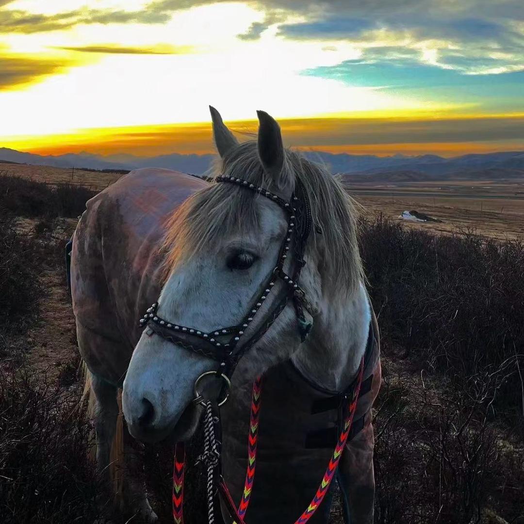西藏 (骏🐎) 乐园