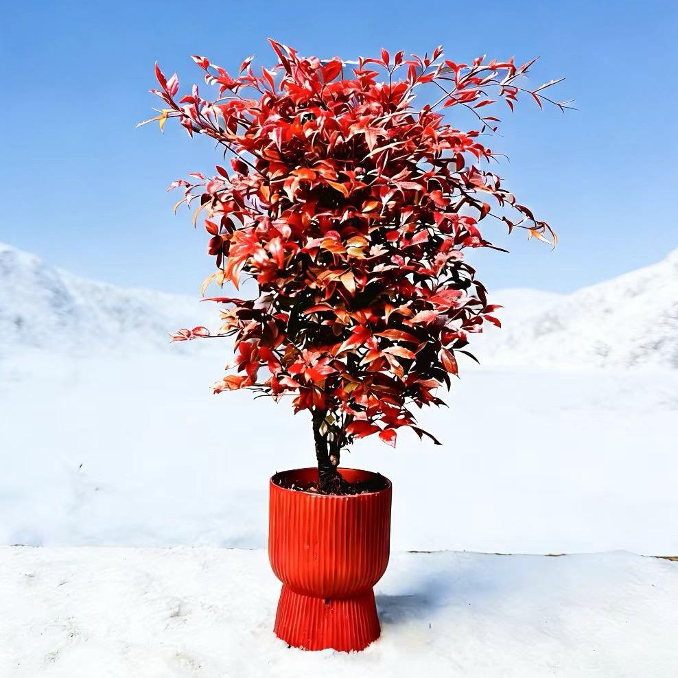 老桩火焰南天竹基地