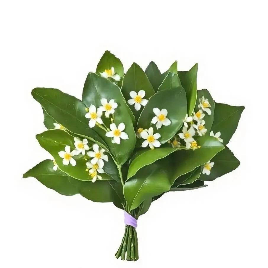 蟹蓝花✨（@西兰花）