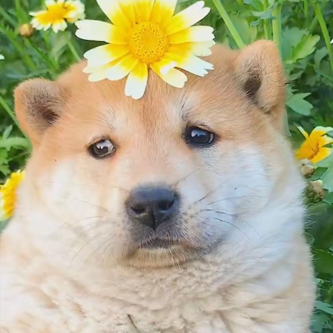 老贾