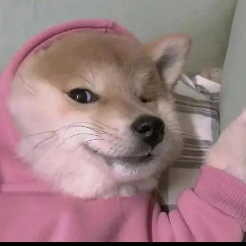 哼哼你是坏人