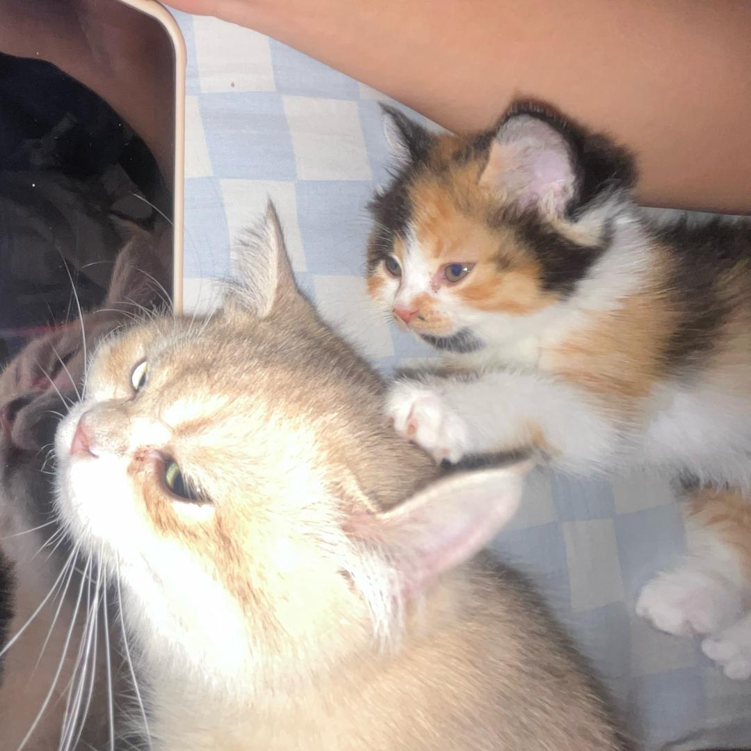钱钱多多🐱