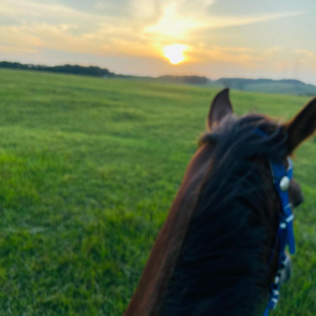 大柳草原骑马场🐎