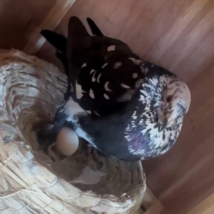 新疆翻翻巩留小馬