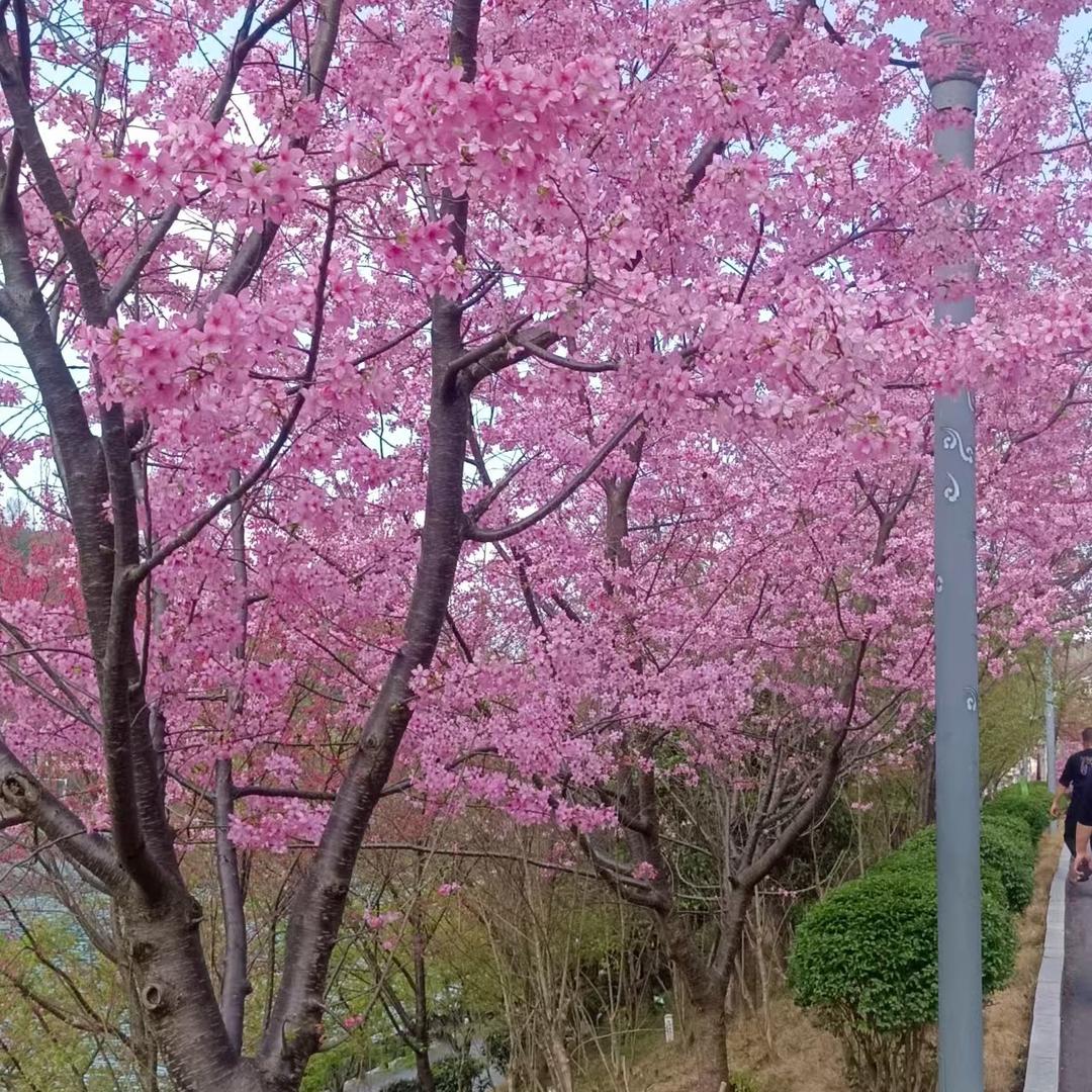 燕🍇子
