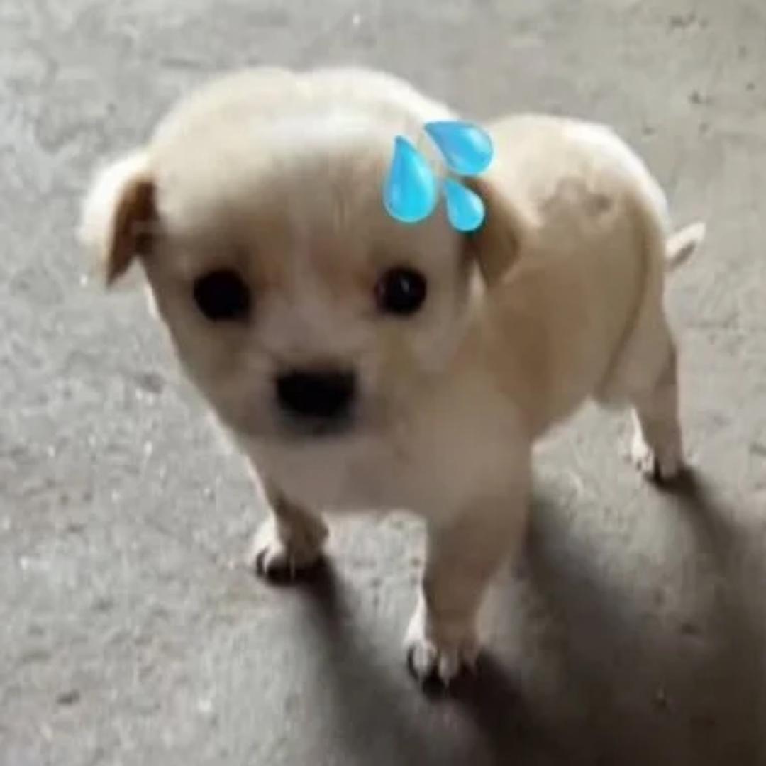 油炸绿番茄