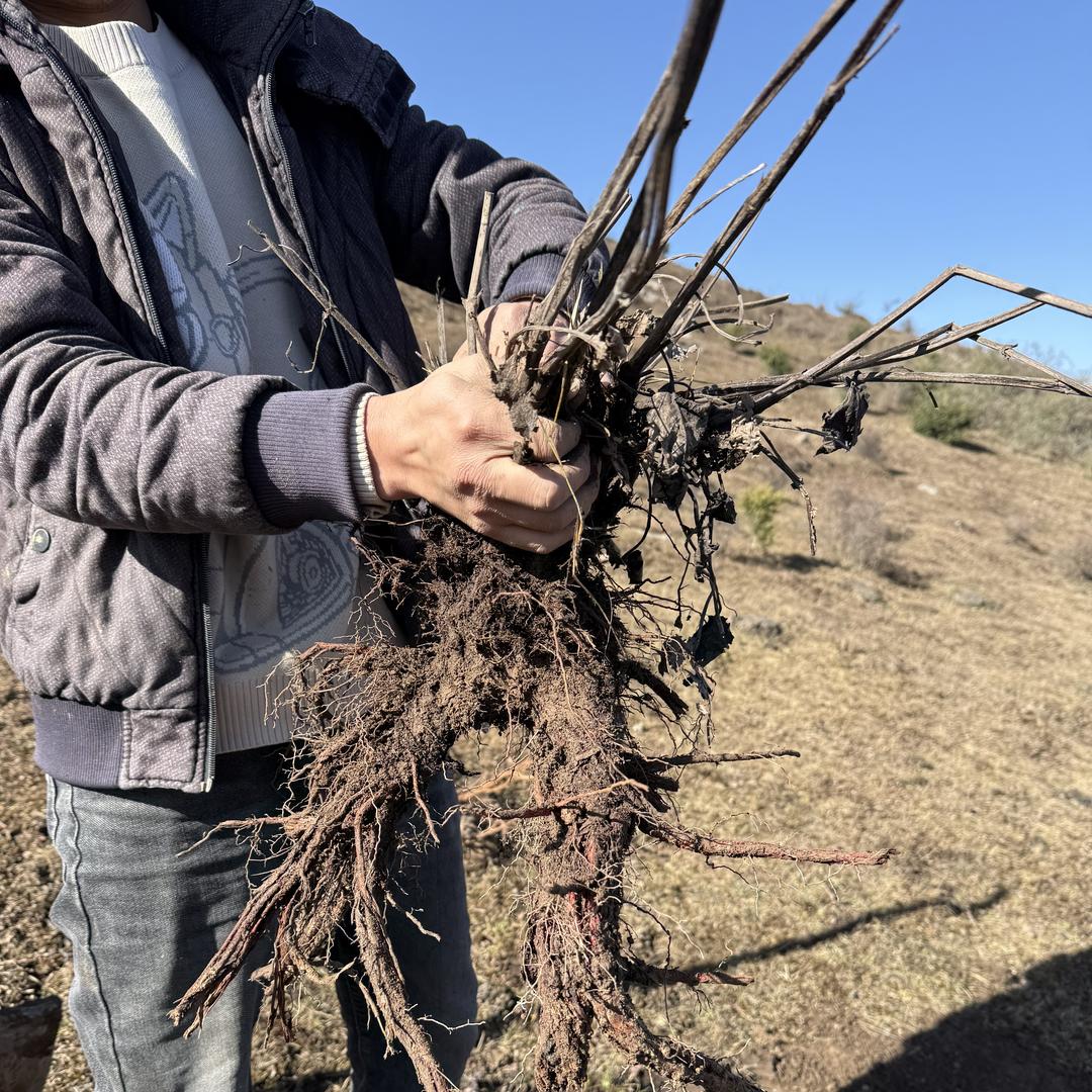 岷农人滋补养生店