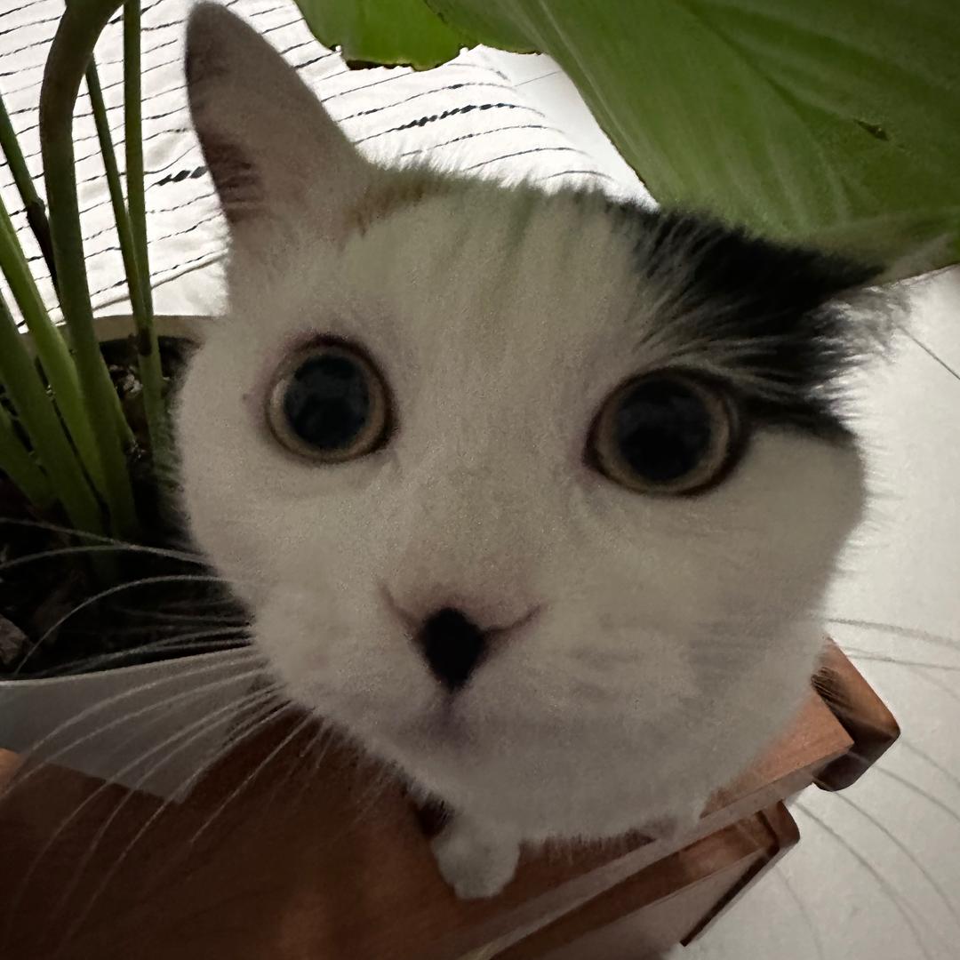 雪嗝儿