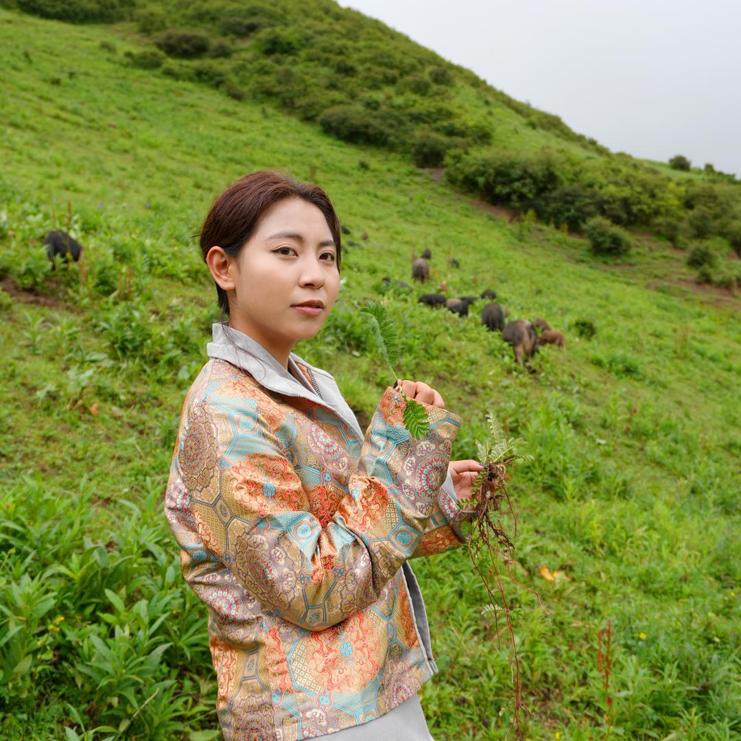 祁连山雪域蕨麻猪