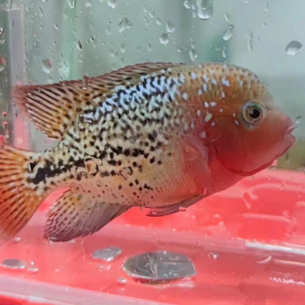 星辰罗汉鱼