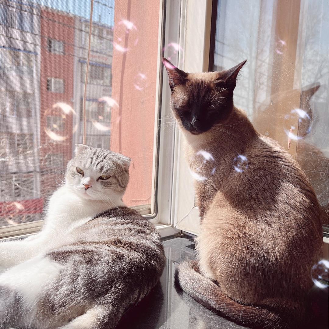 霸道总裁和他的小娇妻🌻🌻🌻