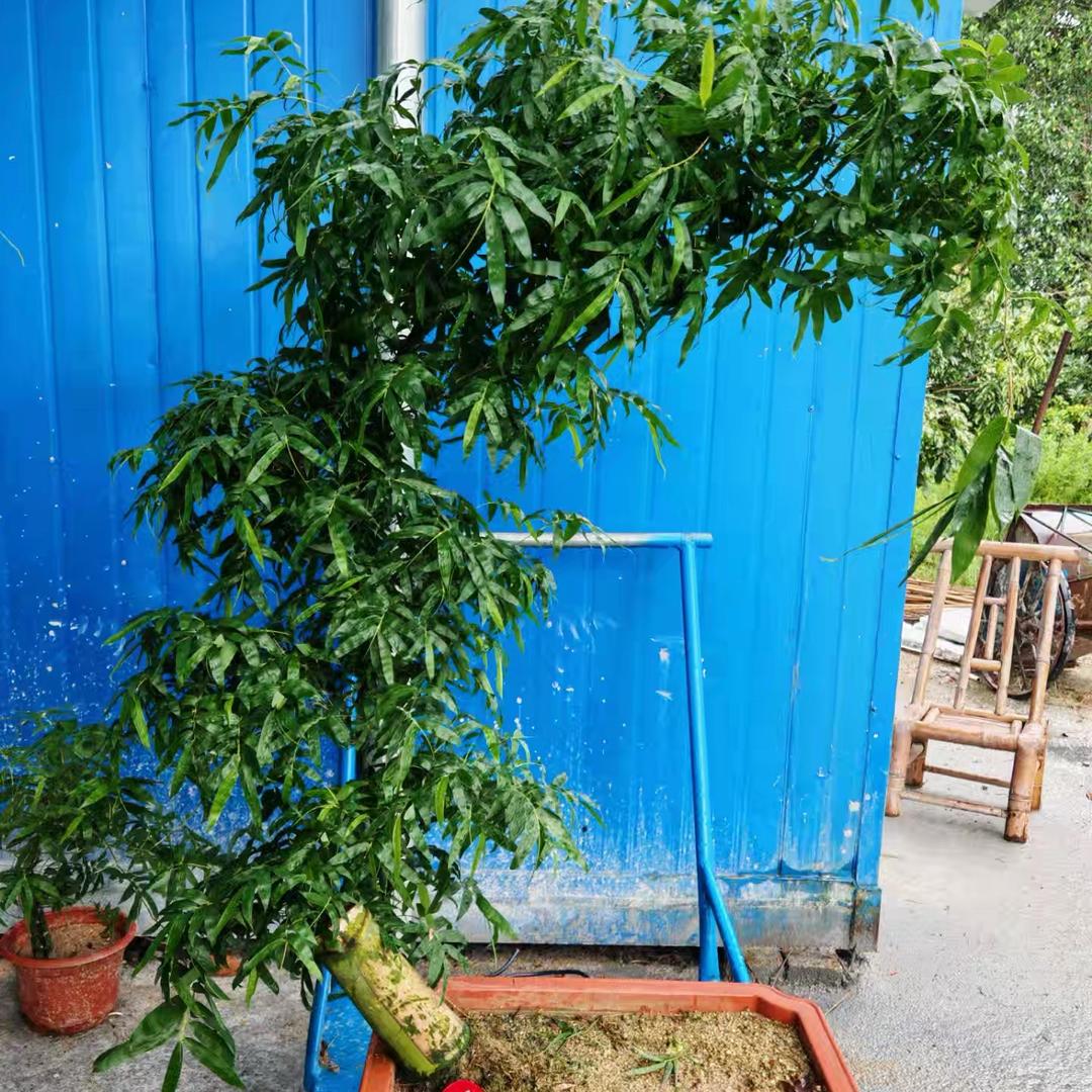 初见绿植花卉创意屋