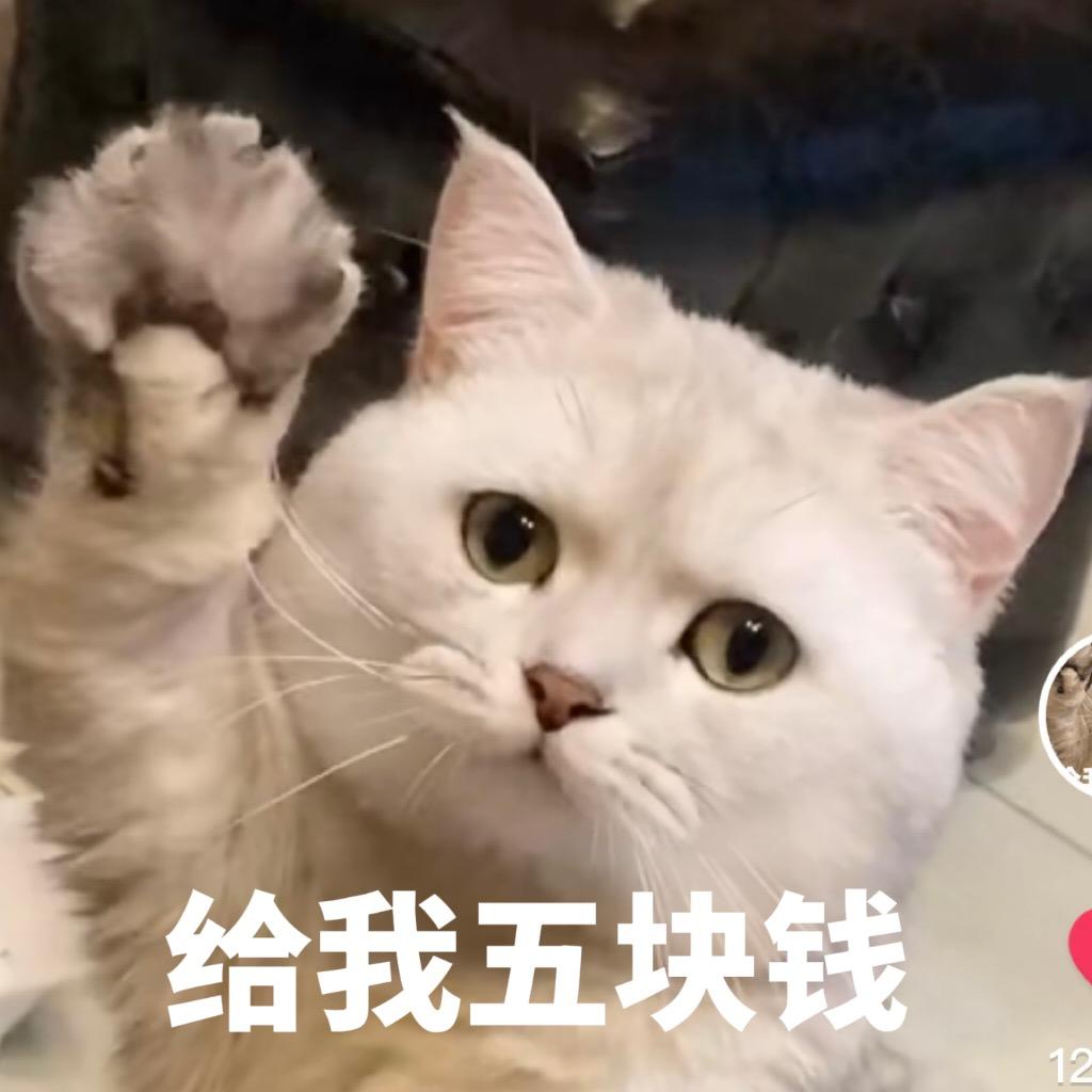 迷你猫张嘟嘟