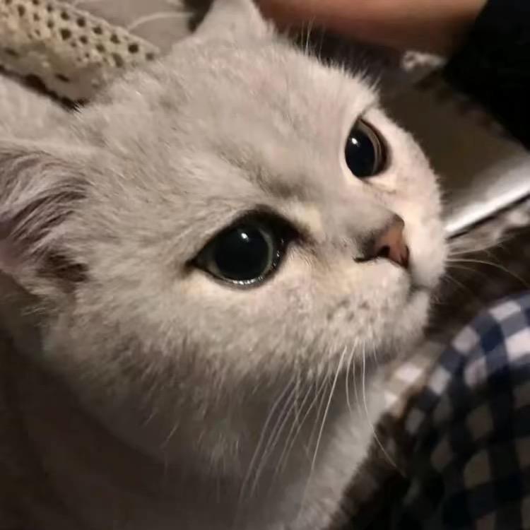 蜡笔小金