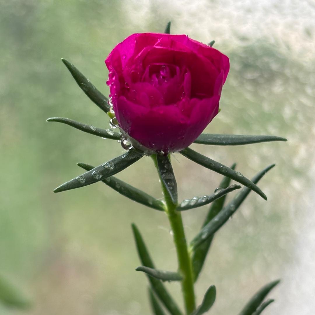 ღ᭄🐯💞ঞ傻💗᭄妞💕ꦿ҉