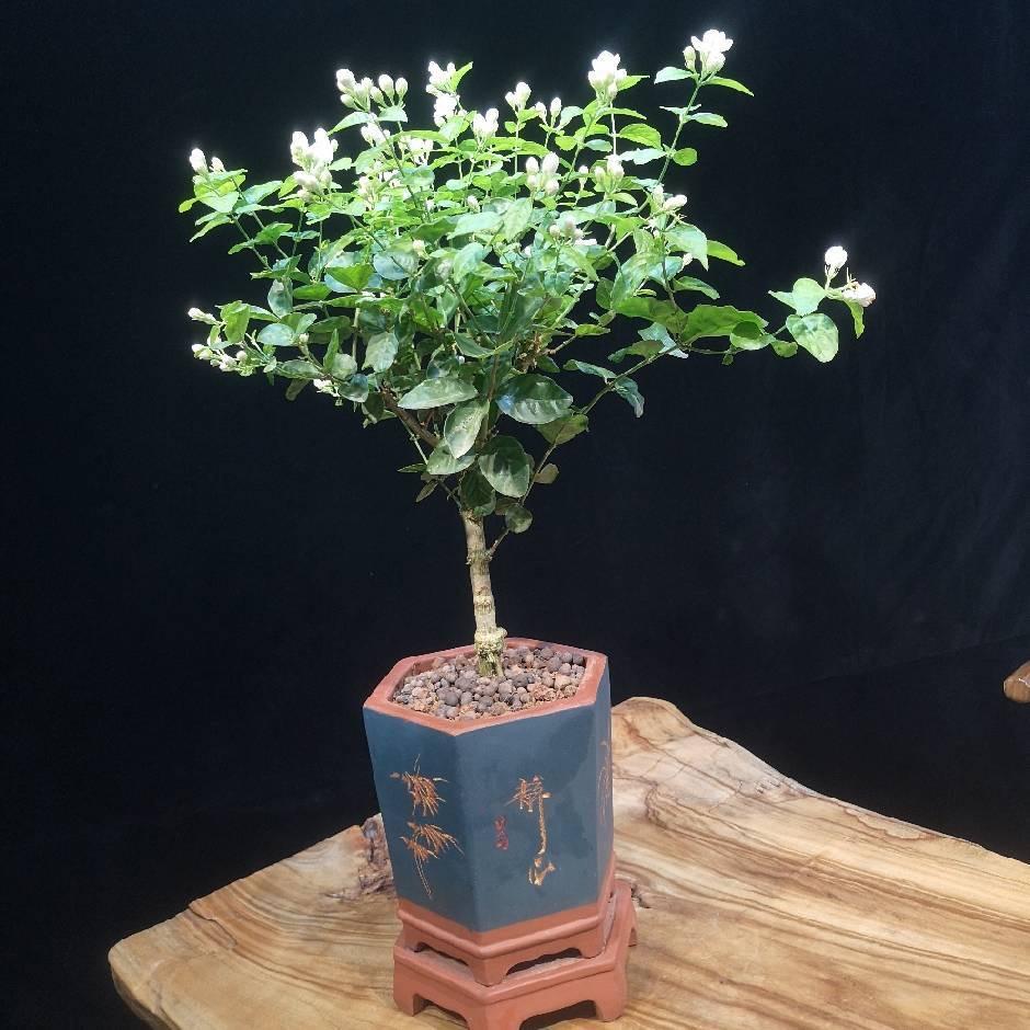 千运花集横县茉莉花老桩单杆棒棒糖造型盆景