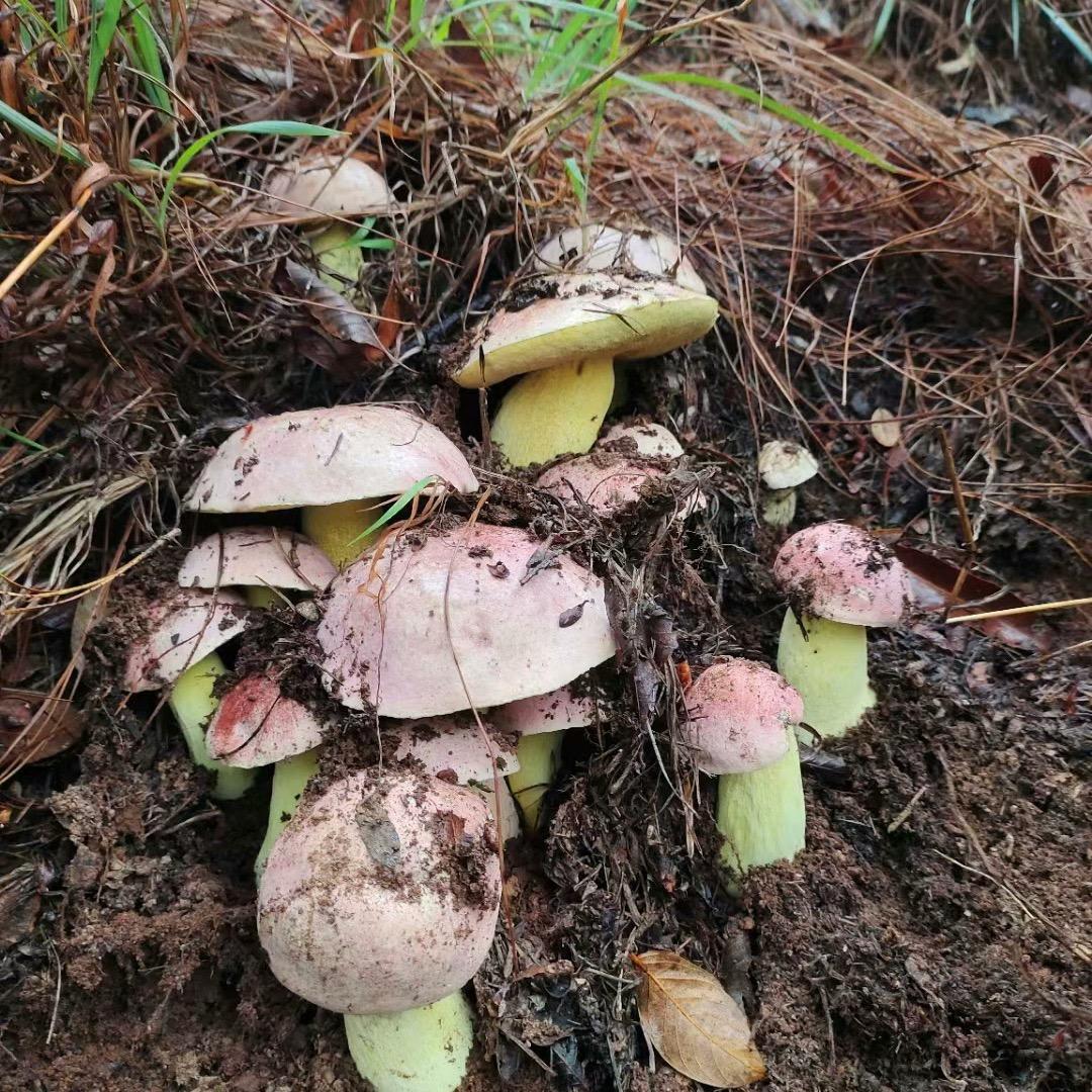 老班长野生菌(山货)