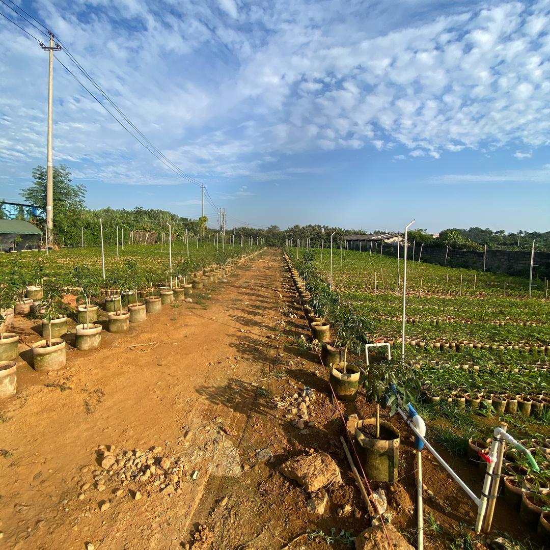 亿农果苗🍊